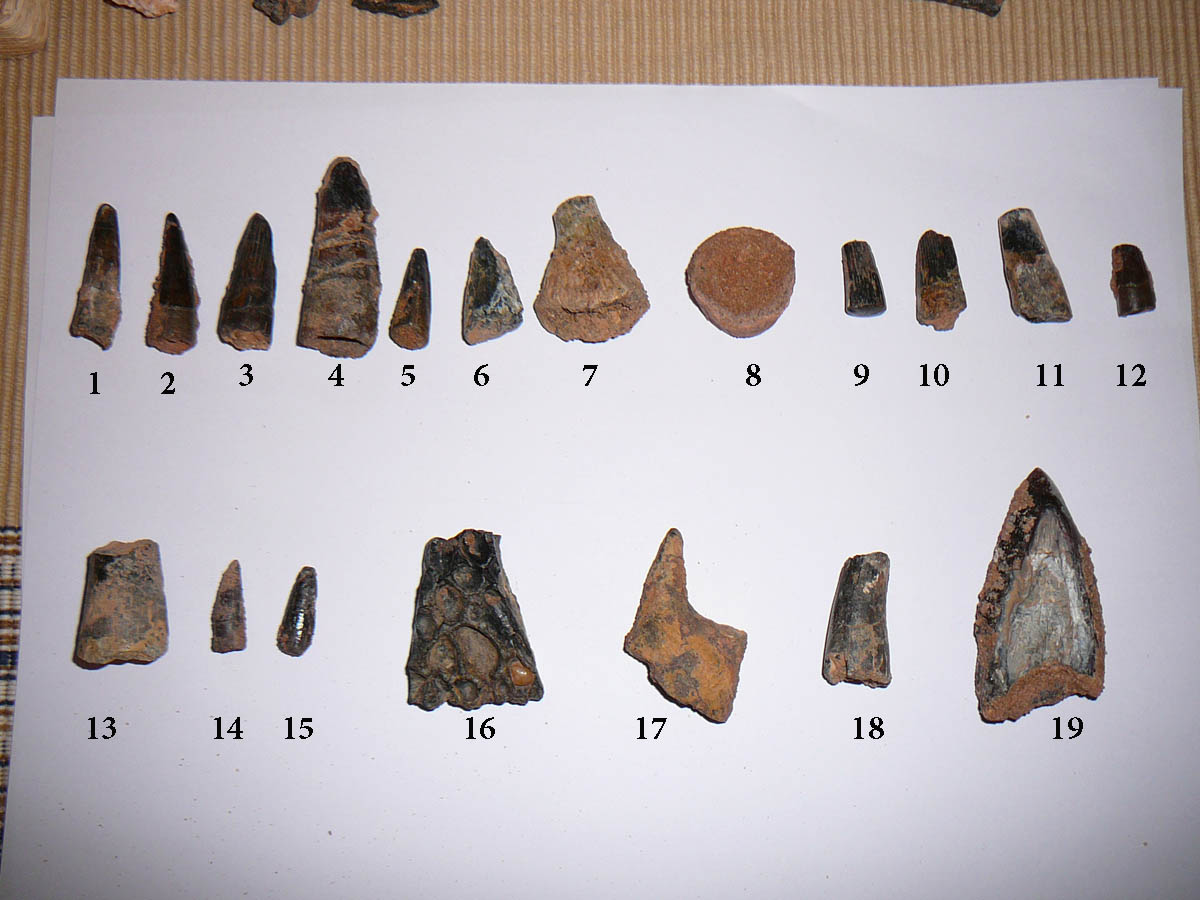 identifying dinosaur bones