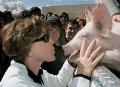 Blog pig kiss