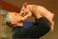 Yaz kiss pig