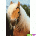 Haflinger