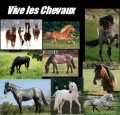 Vive les chevaux2