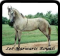 Marwari royal
