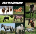 Vive les chevaux