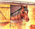 Gif cheval en box