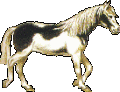 Gif cheval pie qui trote