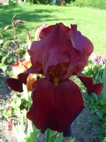 Iris