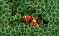 Clownfish