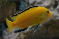 Labidochromis caeruleus male