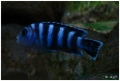 Demasoni