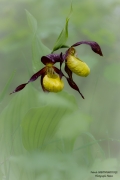 Sabot de venus cypripedium calceolus 0520