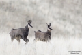 Chamois rupicapra rupicapra 0098