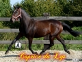 Caprice du lys 12