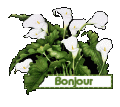 Bonjour arum