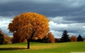 Arbre automne nuages sombres feuilles jaune