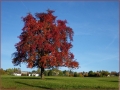  0arbre rouge flamboyant