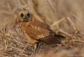 4435l hibou du cap asio capensis capensis